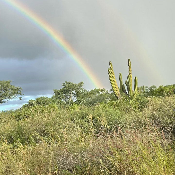 Cabo, MX | City Guide